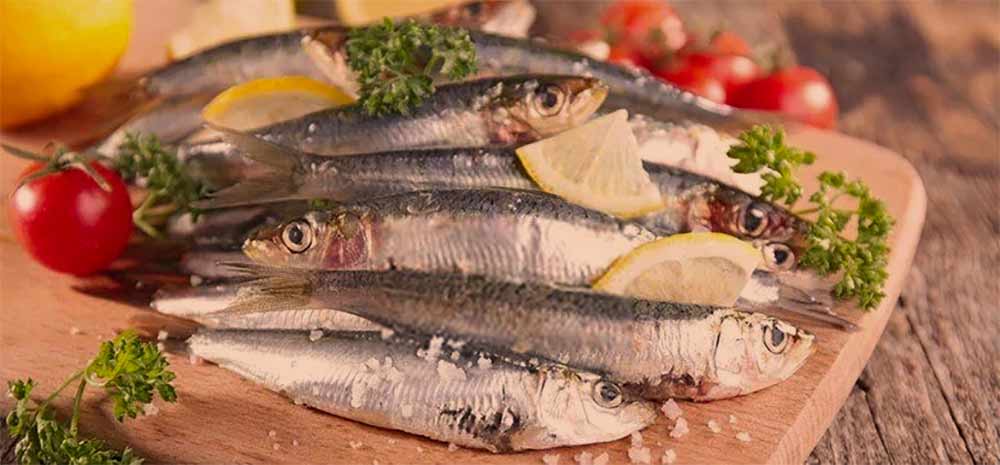sardine